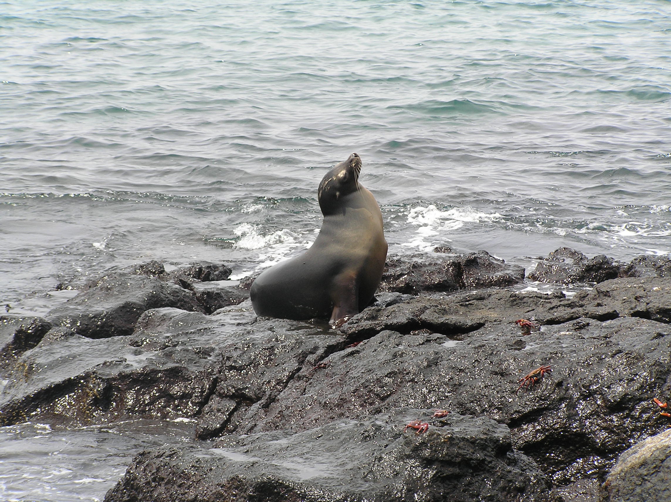 south plaza sur island galapagos islands ecuador