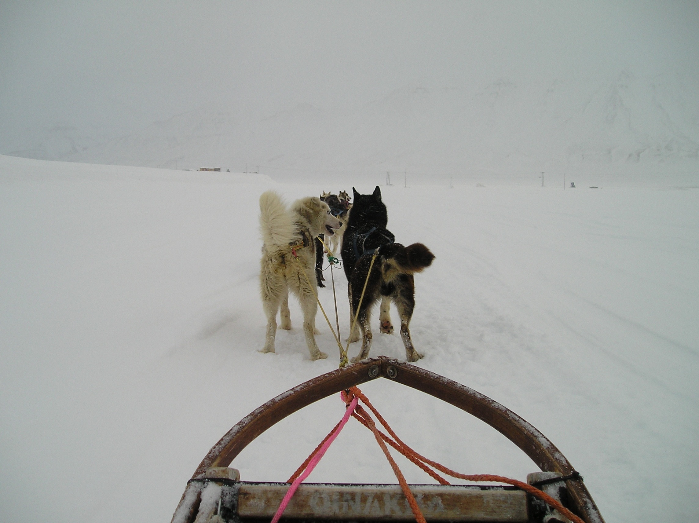 experience dog sledding longyearbyen svalbard spitsbergen arctic norway