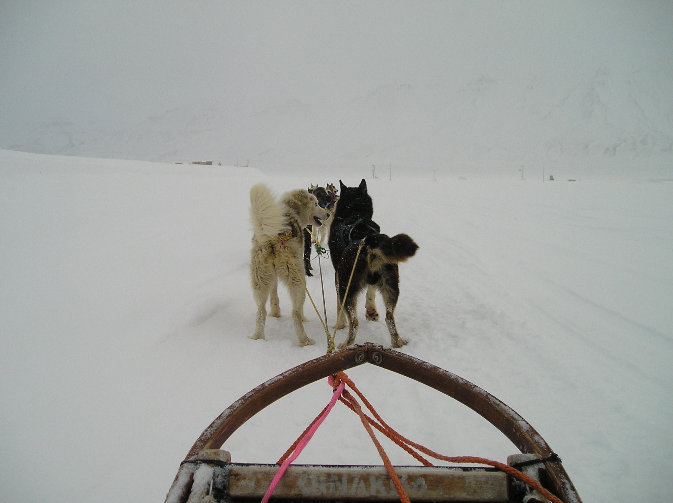 Dog Sledding at 78 Degrees North