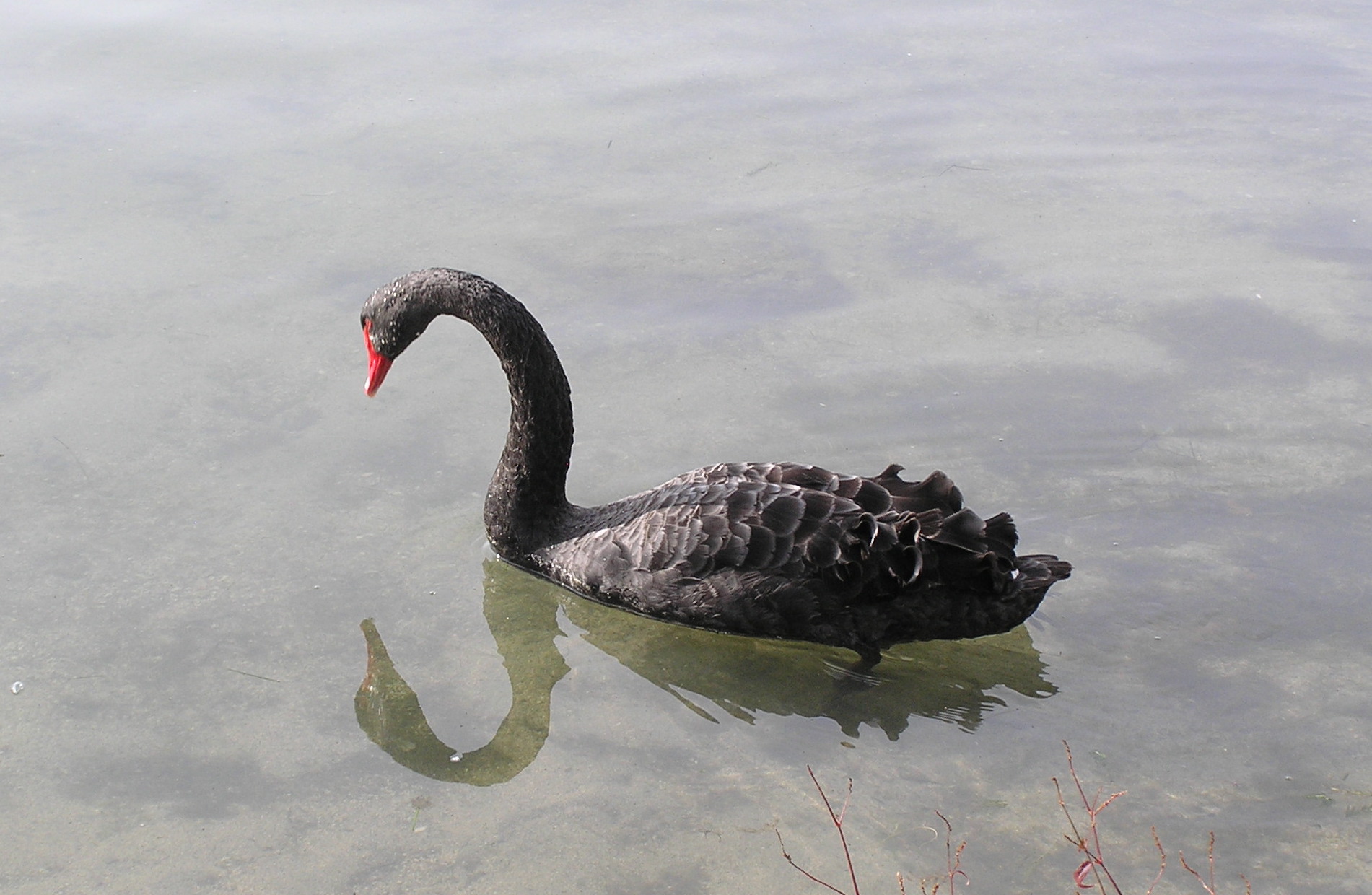 Rotorua Lakefront