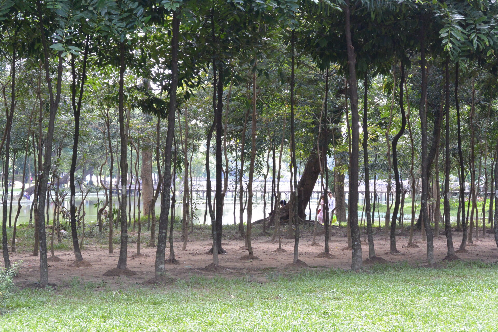 Kandawgyi Lake Nature Park yangon myanmar burma