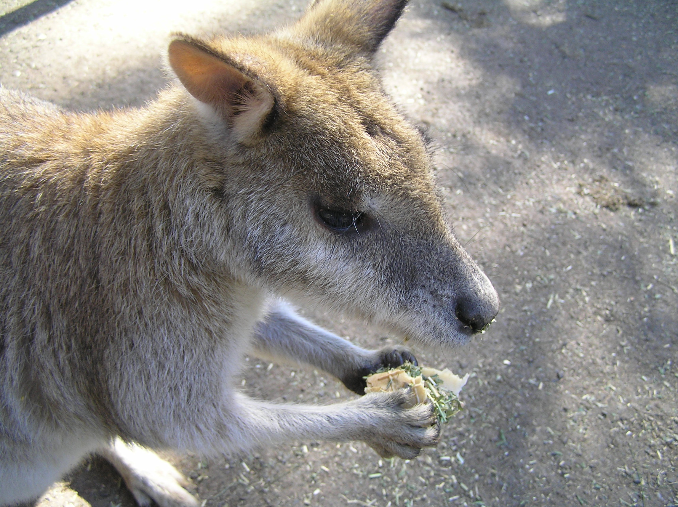 Hands-on at Featherdale Wildlife Park