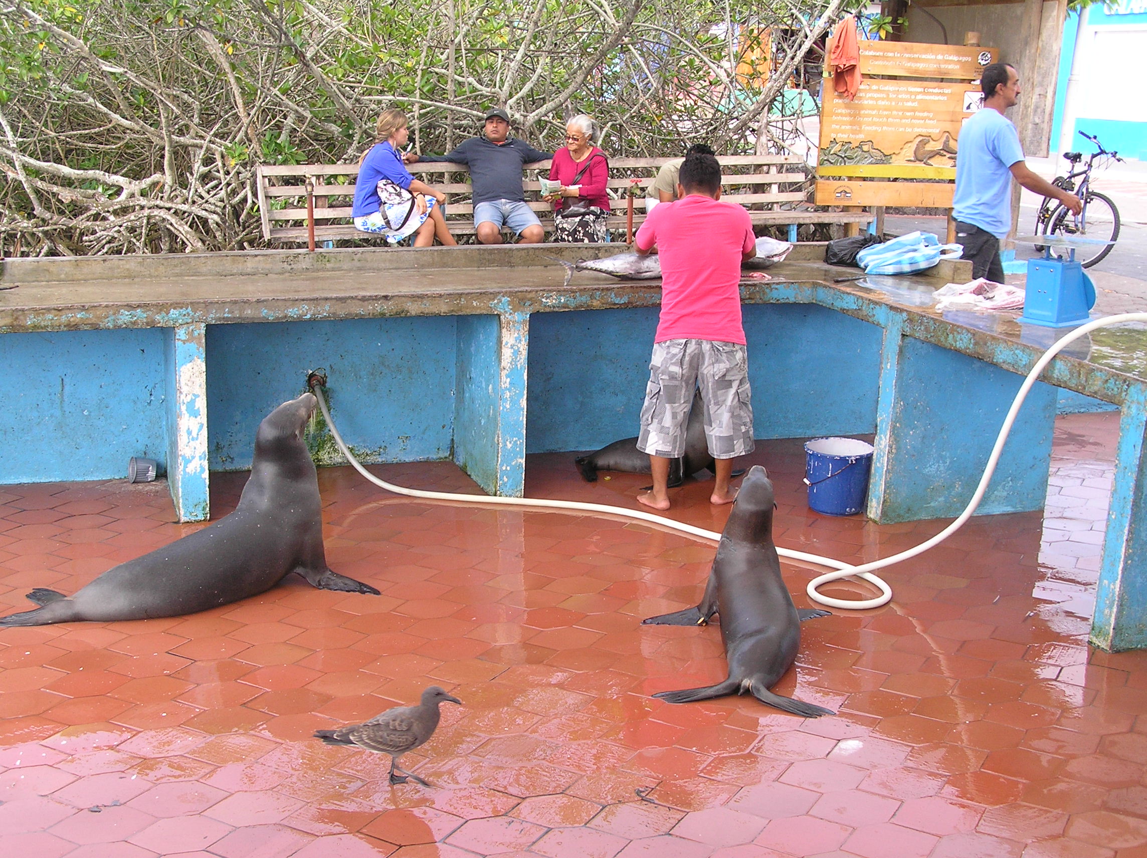 Where the Sea Lions Roam the Streets