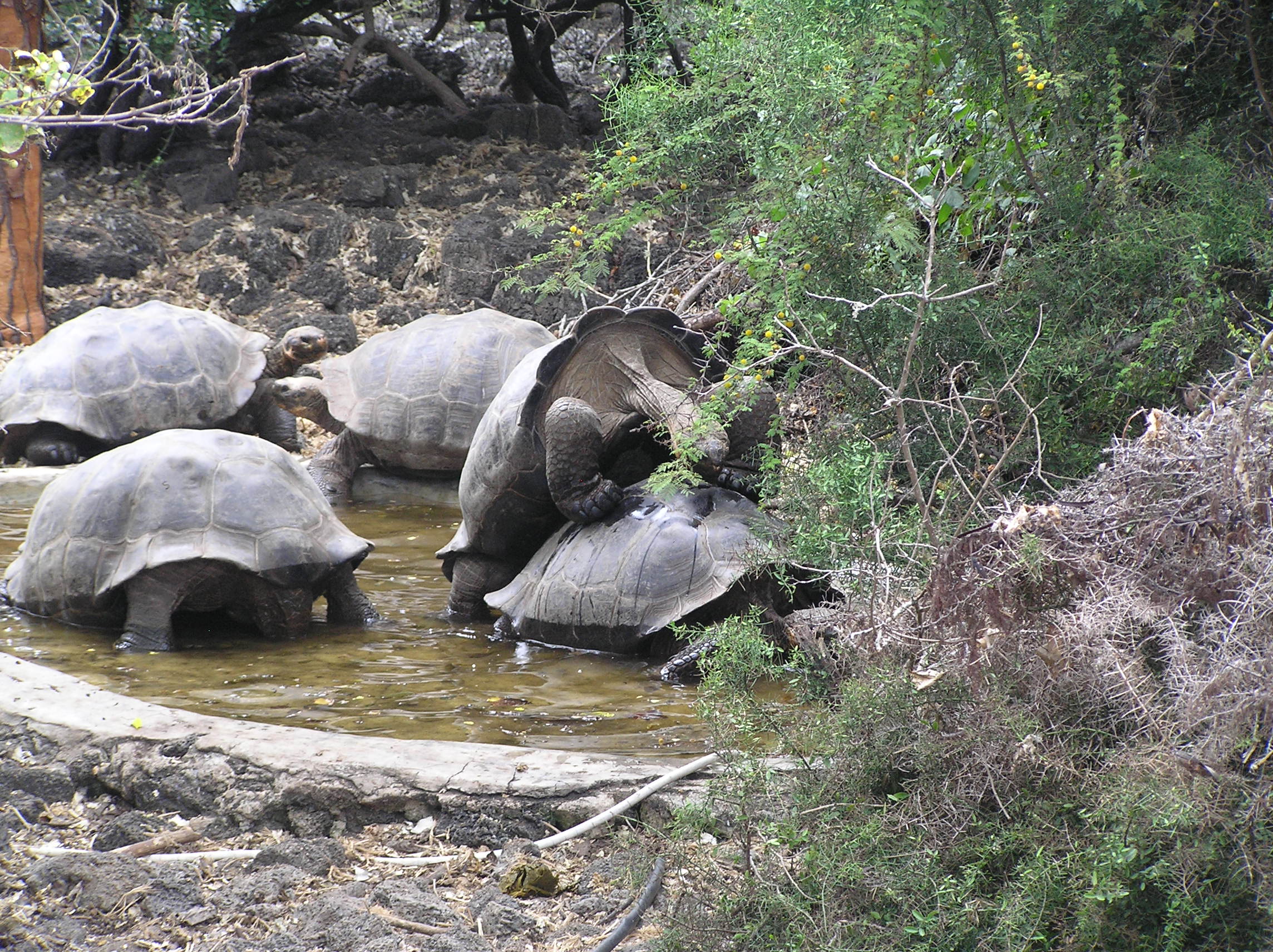 darwin research station puerto ayora santa cruz island galapagos islands ecuador