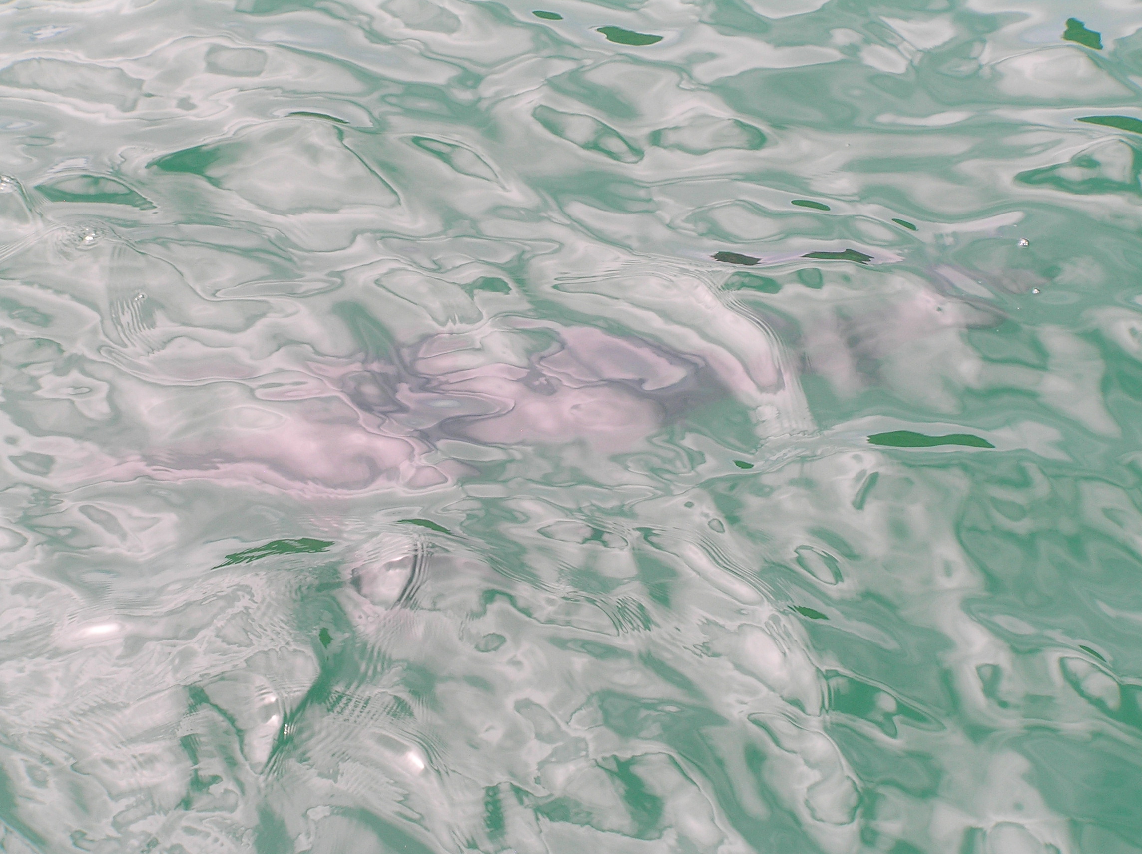 sharks carrion point santa cruz island galapagos islands ecuador