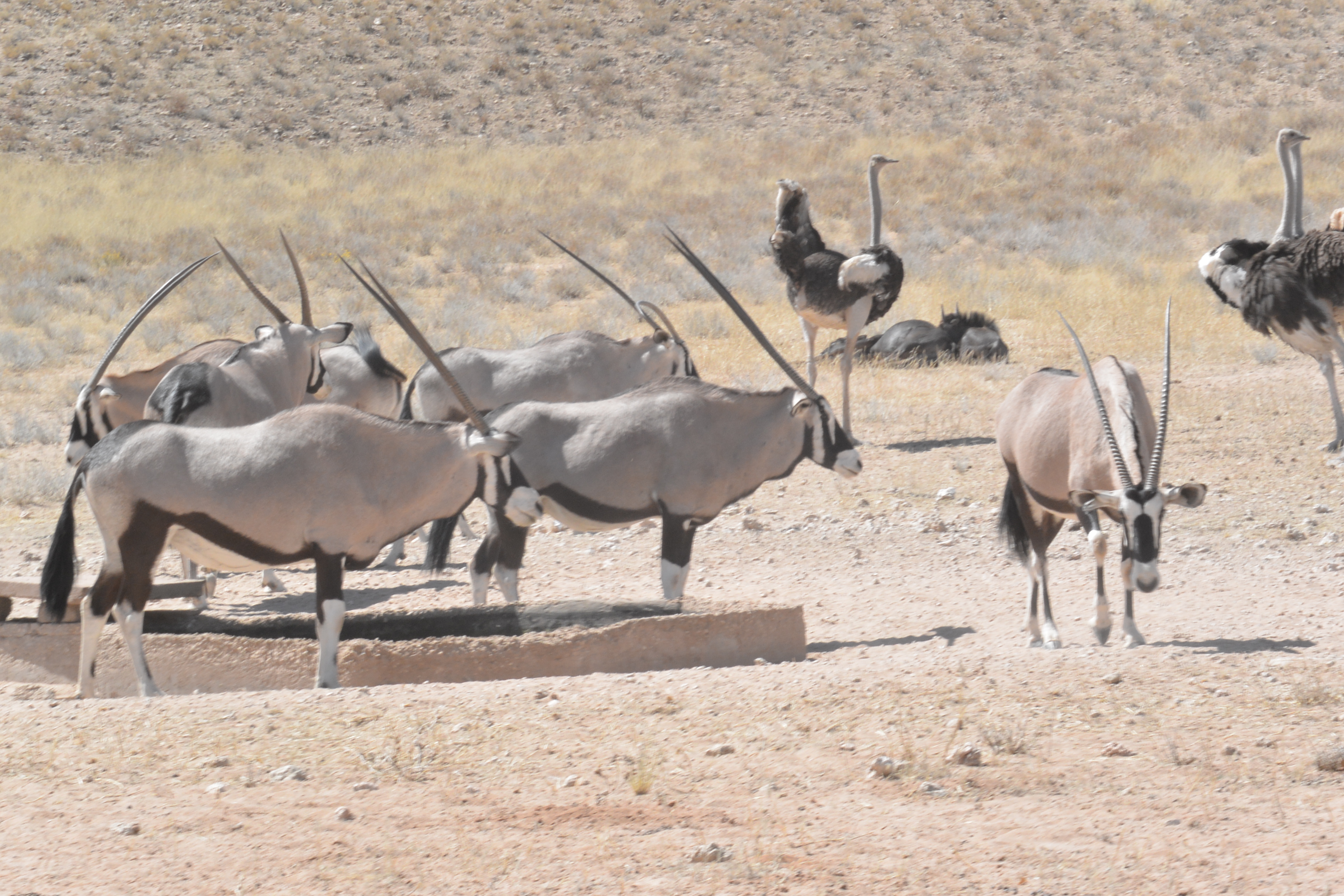 VIDEO: Safari in the Kalahari