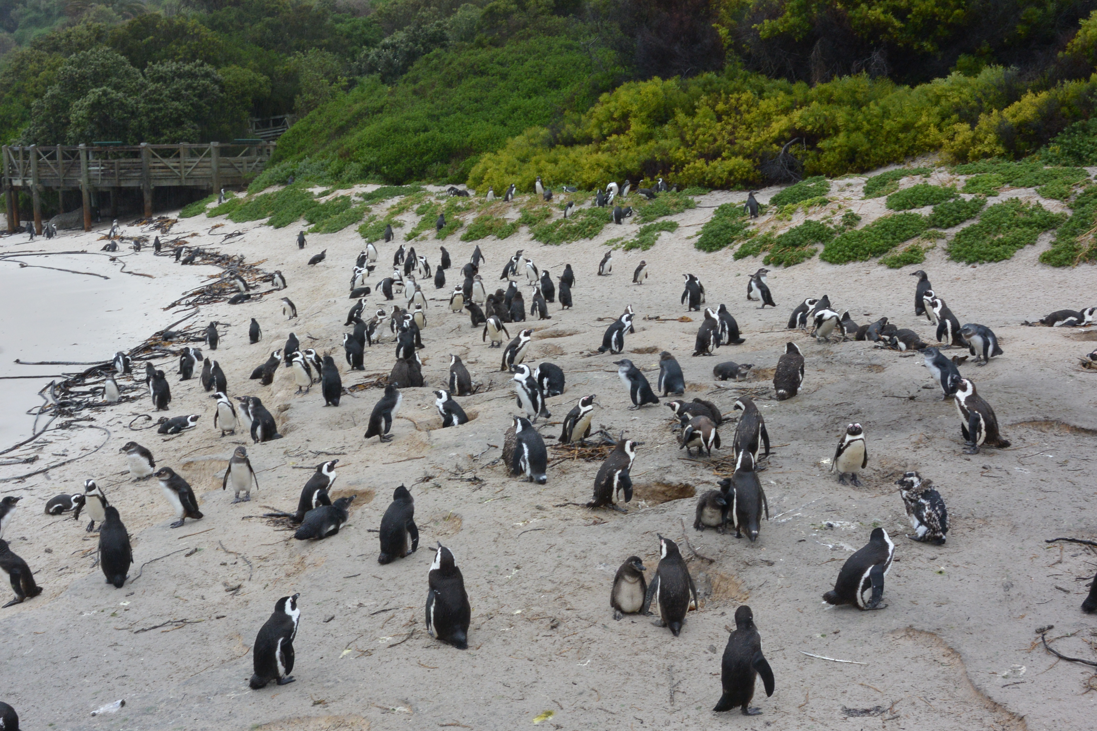 penguins boulders beach simons town south africa
