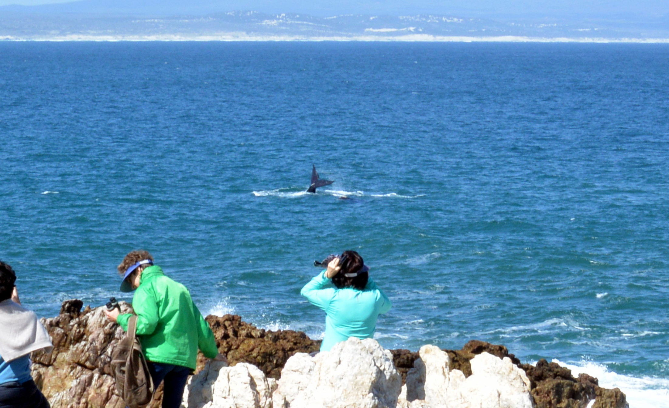 onshore whale watching hermanus south africa