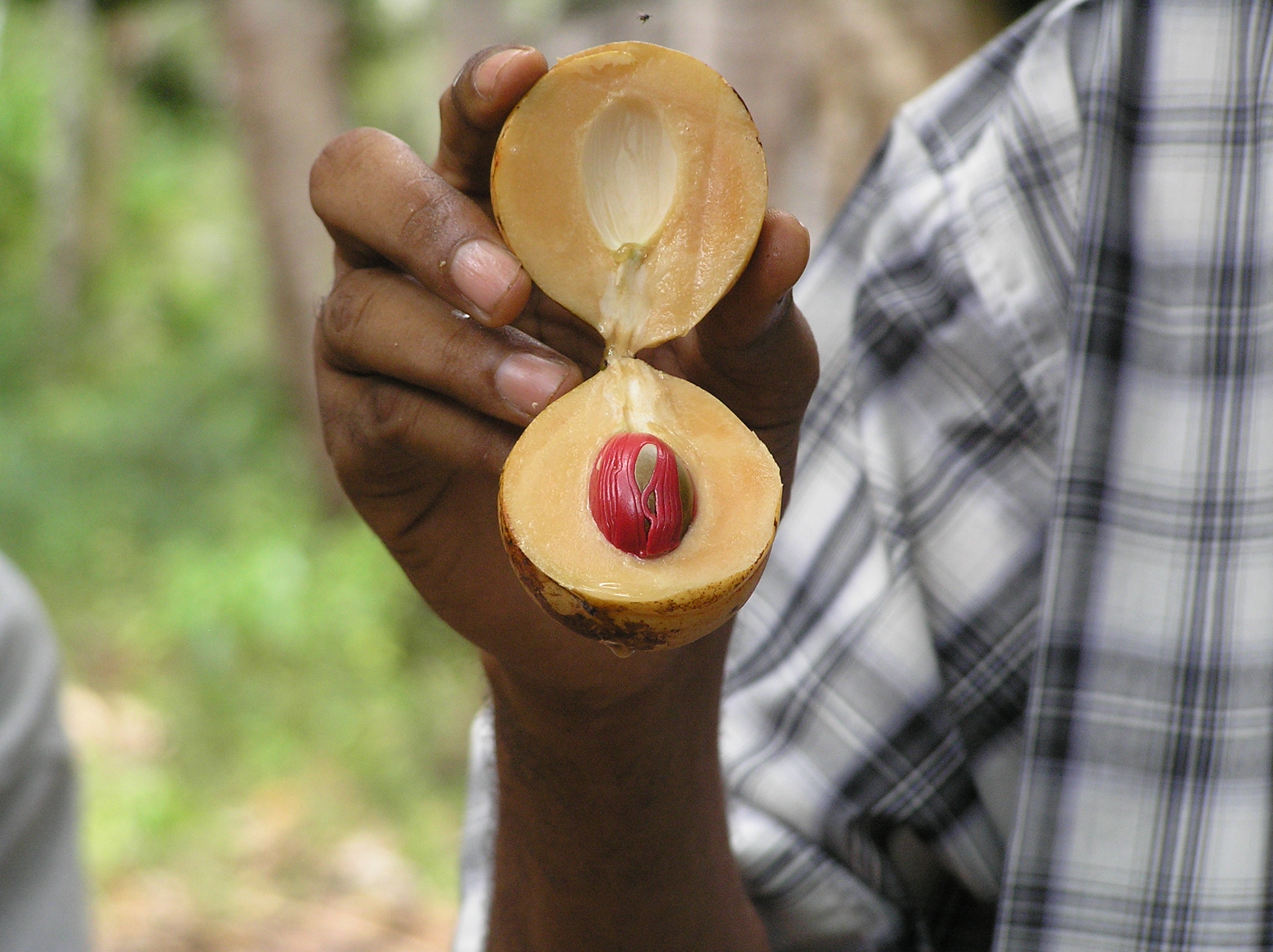 nutmeg seed spice tour zanzibar tanzania