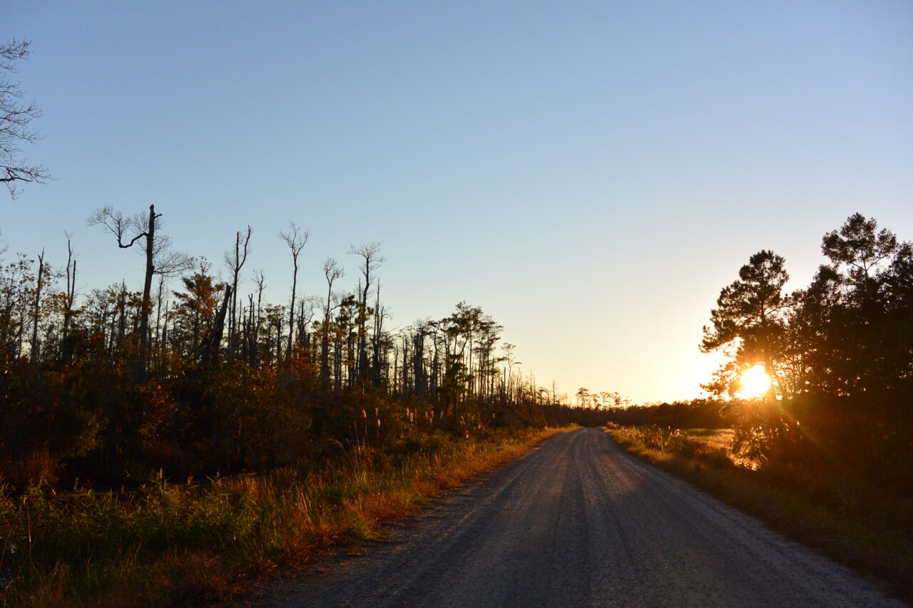 how to see black bear spotting outer banks north carolina usa
