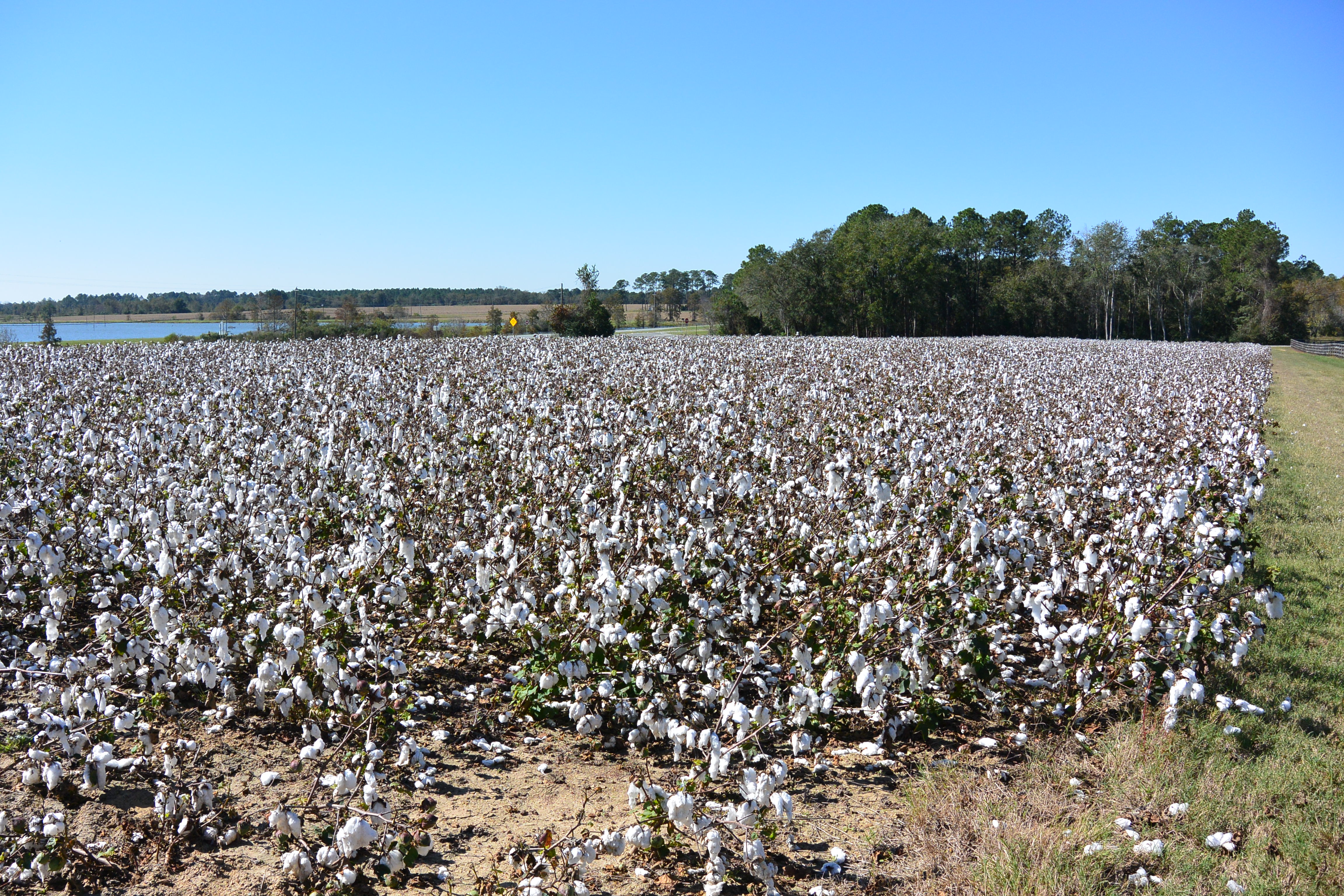 experience cotton fields on roadtrip georgia usa
