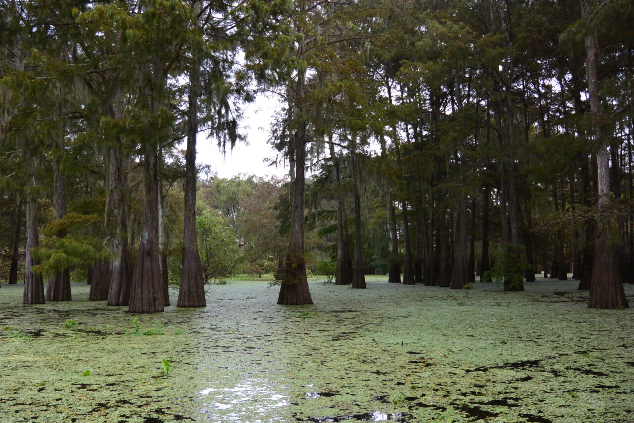 VIDEO: Loving the Swamp!!!