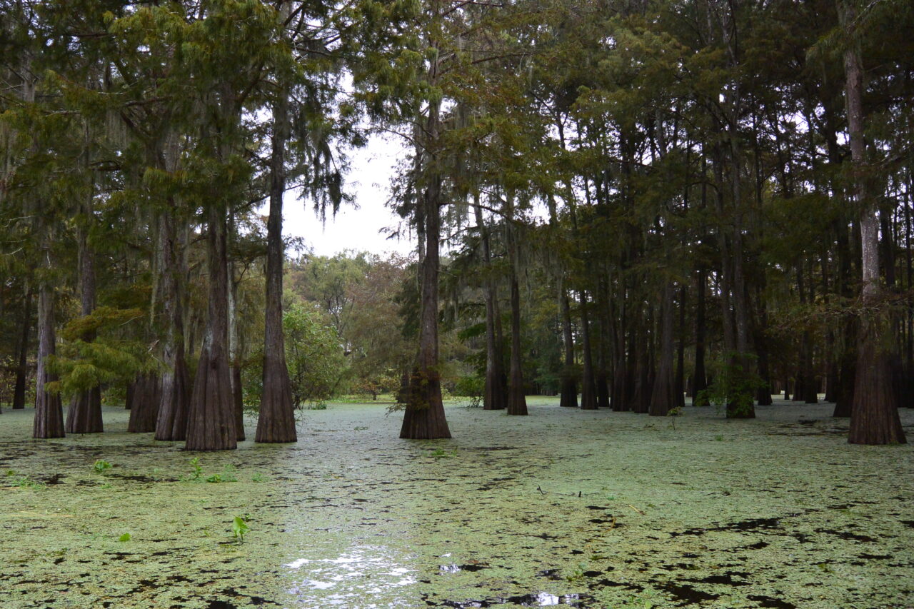 private airboat tour atchafalaya swamp louisiana usa