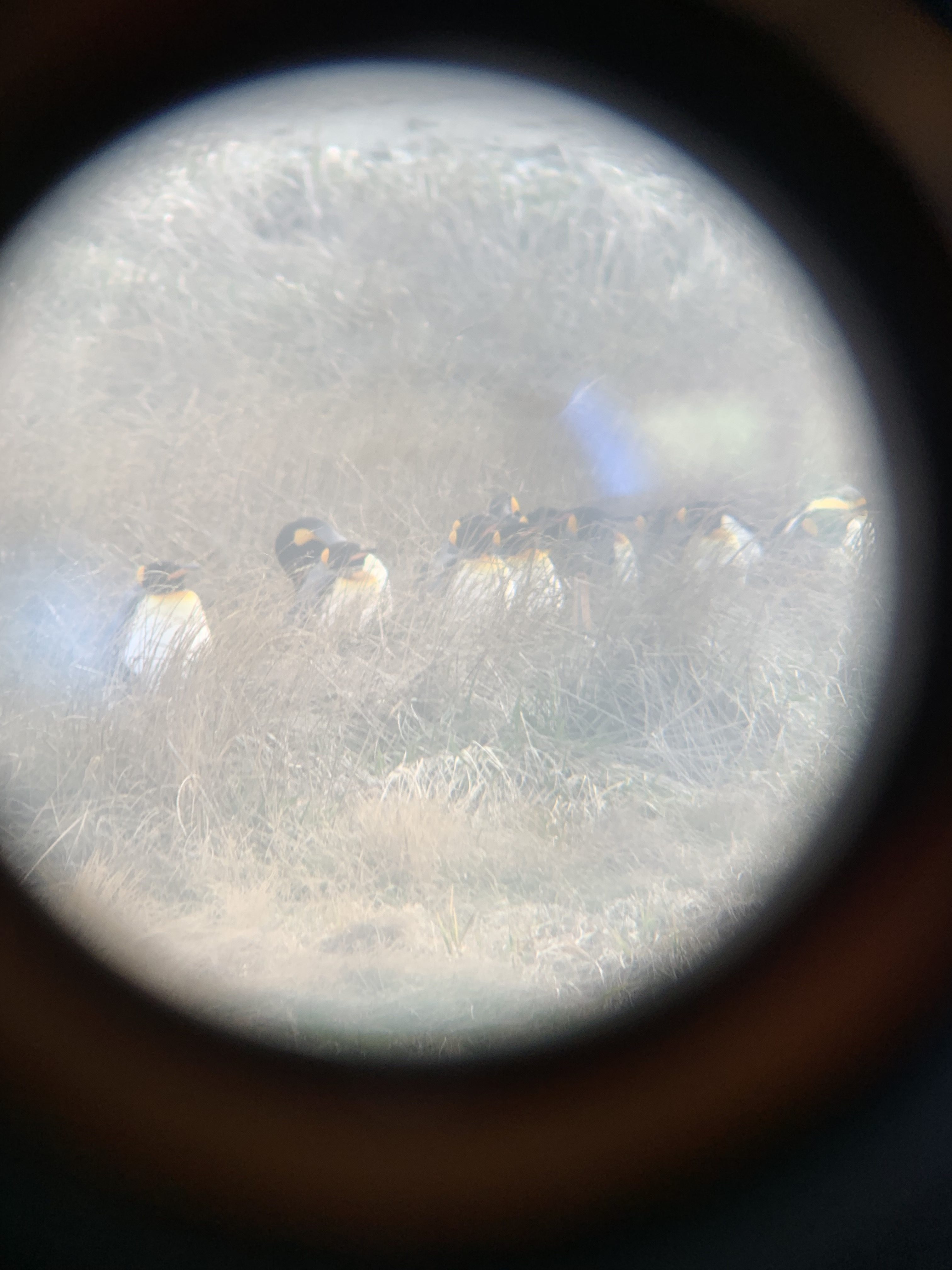 King Penguins @ Land of Fire