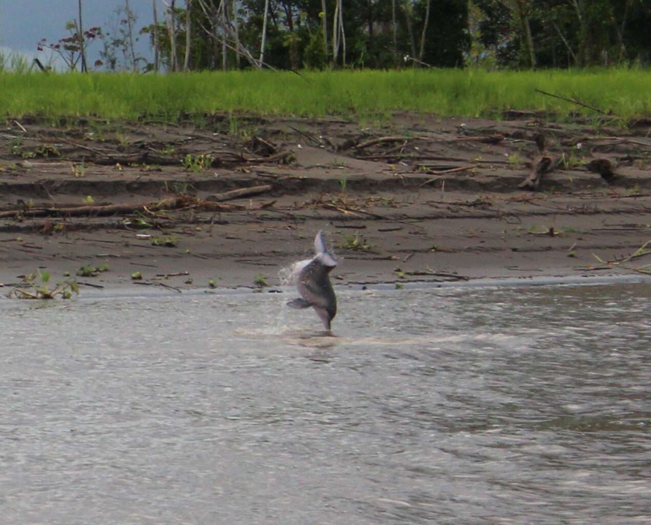 where to find pink river dolphin amazonia rainforest peru