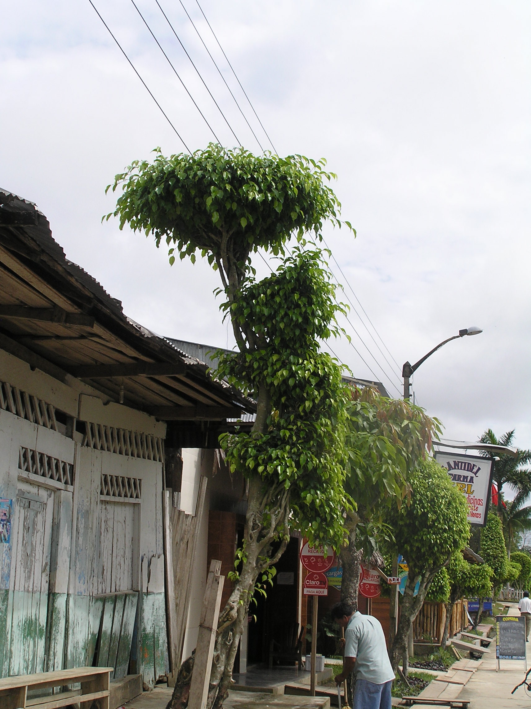 Indiana, Amazon Rainforest