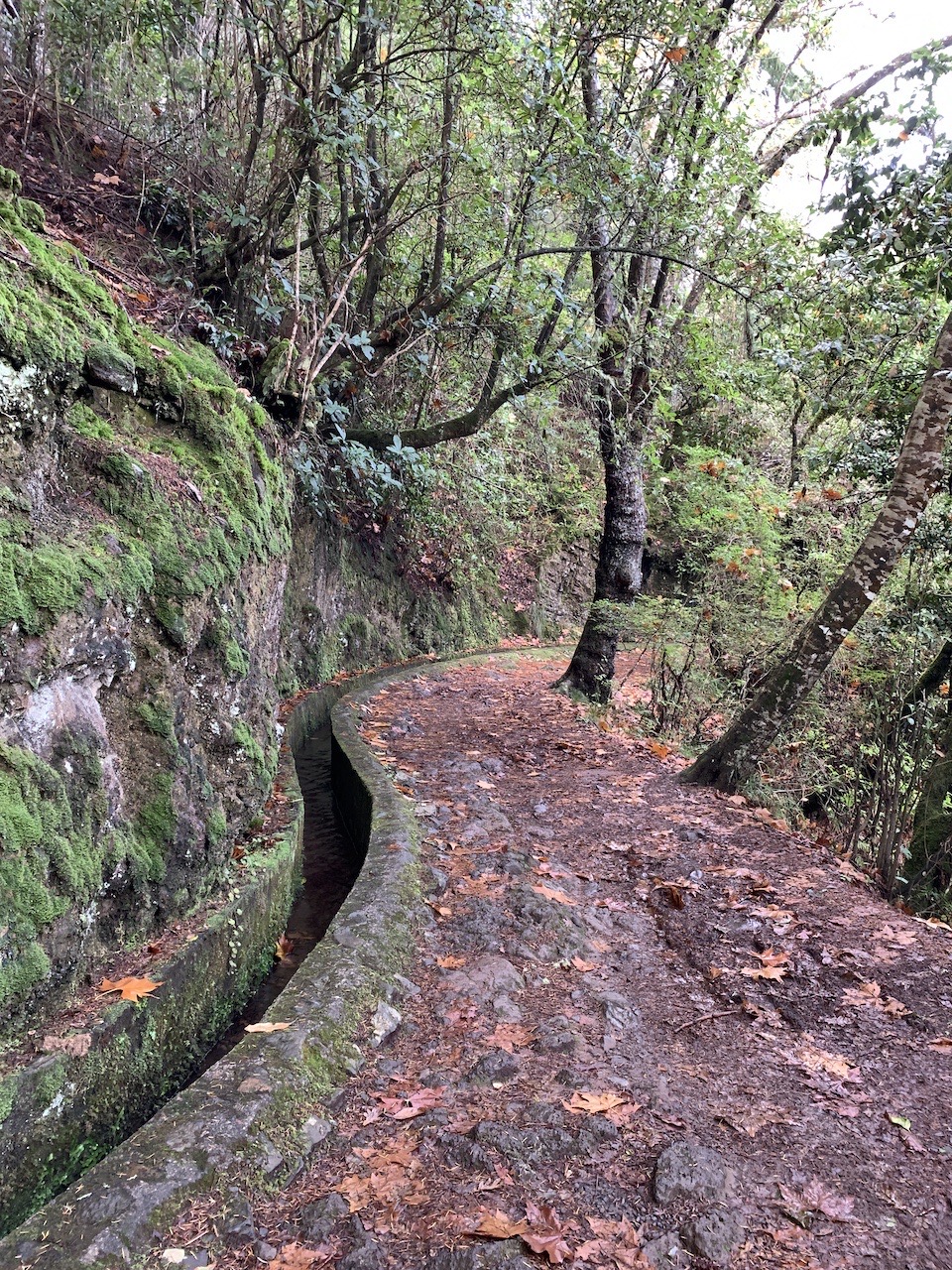 Levada Walk Through Laurisilva, to Balcoes Viewpoint