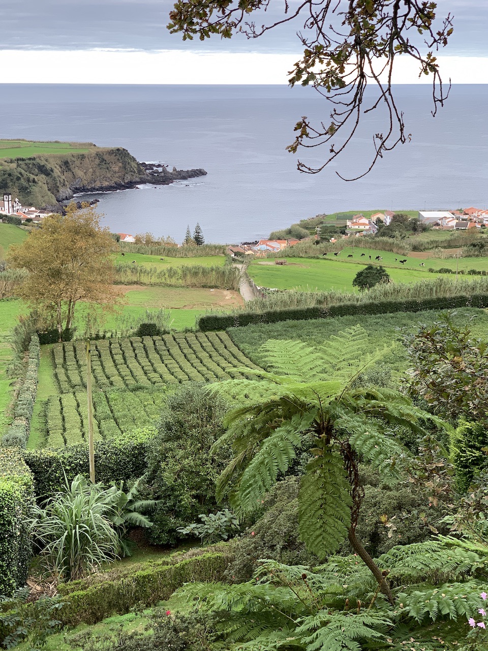 cha tea plantation porto formoso sao miguel azores portugal