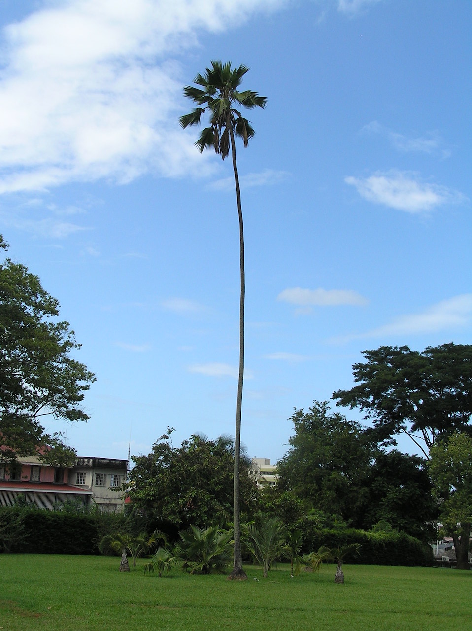 Dominica Botanical Gardens